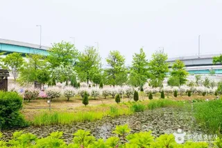 구리한강시민공원(코스모스공원)