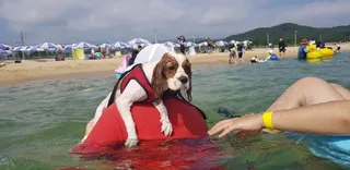 애견전용해수욕장 멍비치