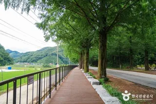 부귀 메타세쿼이아길