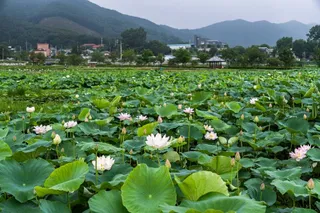 용인 8경