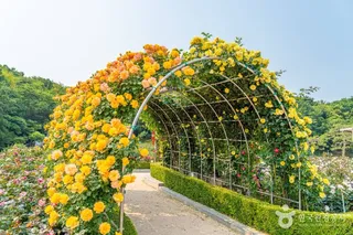 백만송이장미원