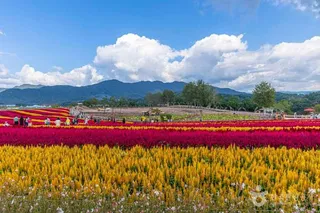 고석정 꽃밭