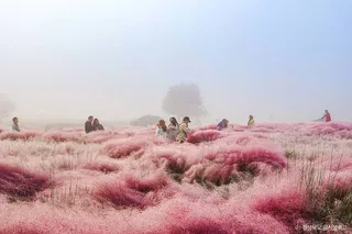 경주 핑크뮬리(경주 핑크뮬리 군락지)