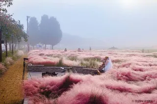 경주 핑크뮬리(경주 핑크뮬리 군락지)