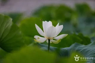 서오지리 연꽃단지