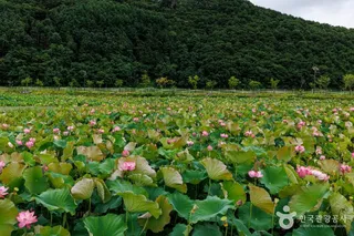 서오지리 연꽃단지