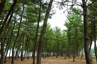 순포해변