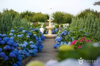 답다니수국밭