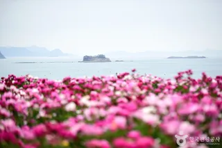 고흥 작약 꽃밭