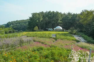 해바라기올래정원