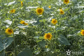 해바라기올래정원