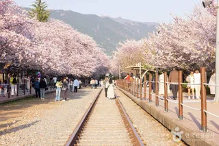 경화역 벚꽃길
