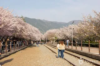 경화역 벚꽃길