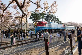 경화역 벚꽃길