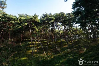 안면도자연휴양림