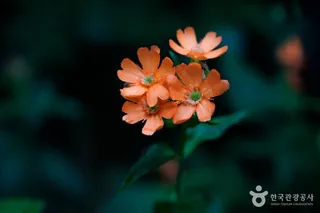 함백산