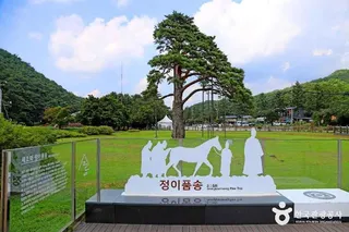 보은 속리 정이품송