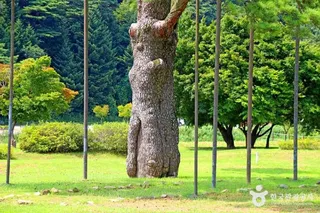 보은 속리 정이품송