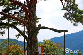 보은 속리 정이품송