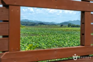 주남저수지 철새도래지