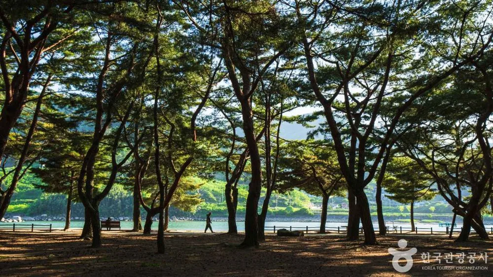 하동송림공원