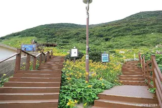 홍도