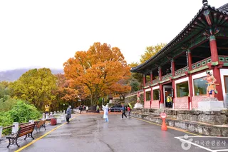 원효사(광주)