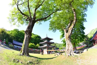 쌍봉사(화순)