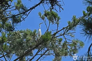 무안 용월리 백로와 왜가리 번식지