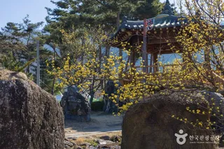 구례 산수유마을