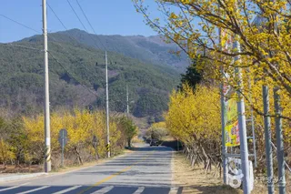 구례 산수유마을