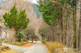 무등산편백자연휴양림