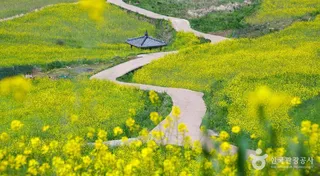 청산도