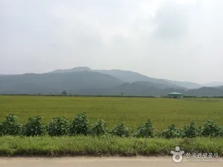 철원 철새도래지 (철원평야)
