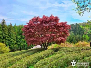 대한다원