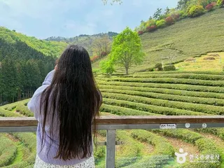 대한다원