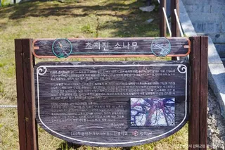 강화 초지진