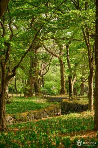 경주 계림
