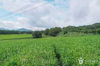 강진다원
