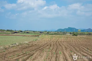 알뜨르비행장 및 일본군 비행기 격납고