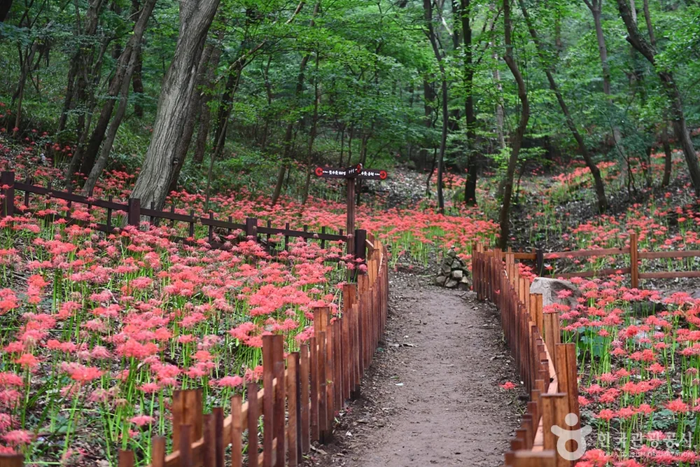 용천사 꽃무릇공원