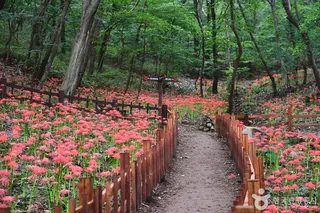용천사 꽃무릇공원