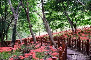 용천사 꽃무릇공원