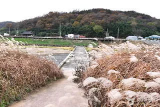 함평 고막천 석교