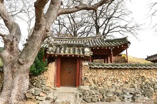 함평 양재리의 이팝나무
