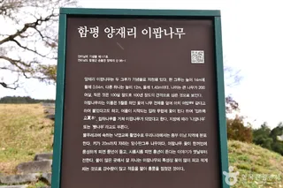 함평 양재리의 이팝나무