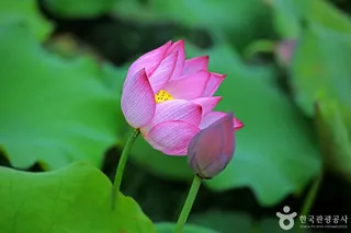 겸면목화공원