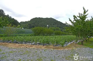 겸면목화공원