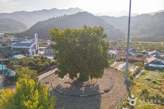 하멜 체류지와 강진 성동리 은행나무