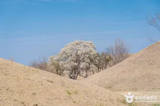 경주 대릉원 일원